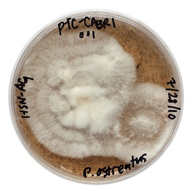 Jae-Rhim-Lee-Infinity-Mushrooms Jae-Rhim-Lee-Infinity-Mushrooms