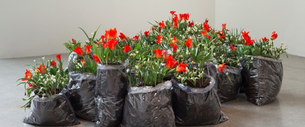 Tannaz Farsi’s Agents of Dispersal