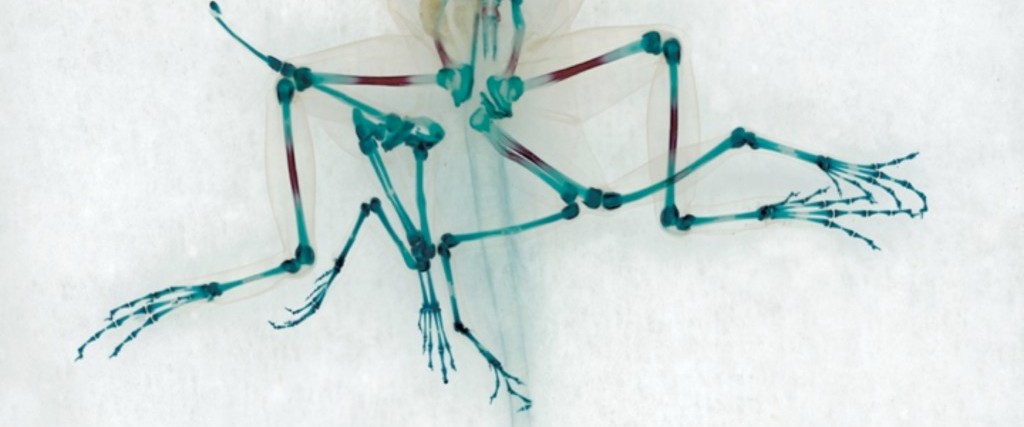 The Art, Science, and Environmentalism of Deformed Amphibian Research