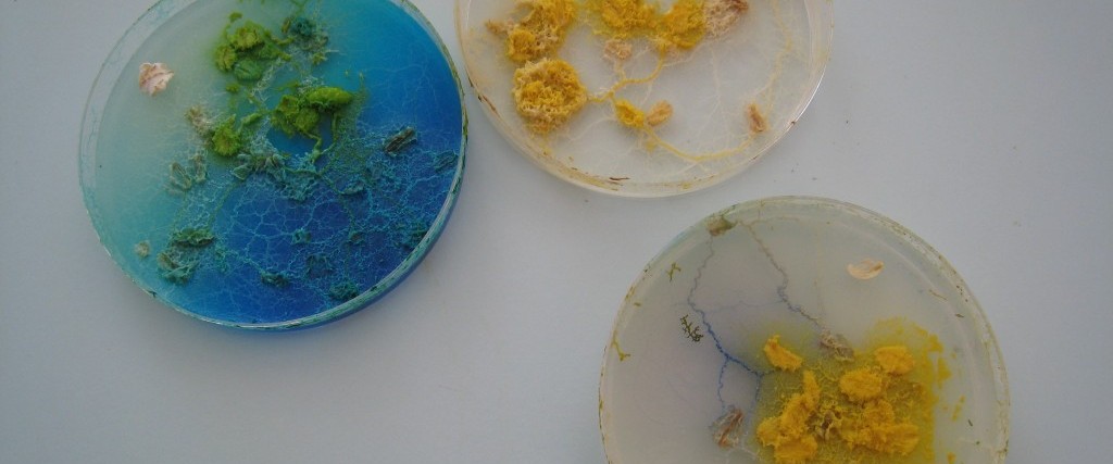 A Conversation with Ionat Zurr