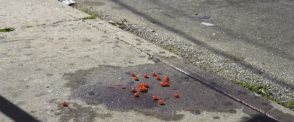 Paul Graham: The Whiteness of the Whale